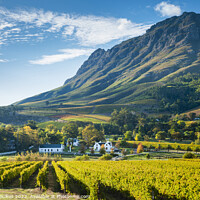 Buy canvas prints of Vineyards near Stellenbosch, South Africa. by Justin Foulkes