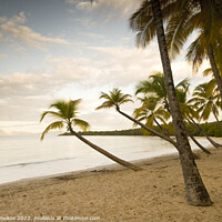 Buy canvas prints of Palm trees, Martinique, Caribbean  by Justin Foulkes