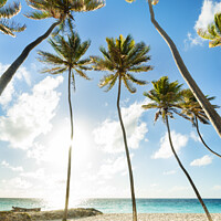 Buy canvas prints of Palm trees on the beach at Bottom Bay, Barbados, Caribbean by Justin Foulkes