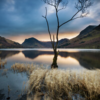 Buy canvas prints of Lone tree at Buttermere, Lake District by Justin Foulkes