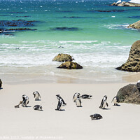 Buy canvas prints of Penguins at Boulders Beach, near Cape Town by Justin Foulkes