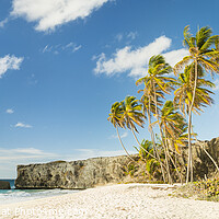 Buy canvas prints of Palm trees at Bottom Bay, Barbados, Caribbean by Justin Foulkes