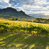 Buy canvas prints of Vineyards, Stellenbosch, Cape Town, South Africa by Justin Foulkes