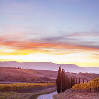 Buy canvas prints of Vineyards at sunset, Tuscany, Italy  by Justin Foulkes