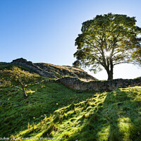 Buy canvas prints of Sycamore Gap, Hadrian's Wall, Northumberland by Justin Foulkes