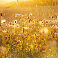 Buy canvas prints of Wildflower meadow by Justin Foulkes