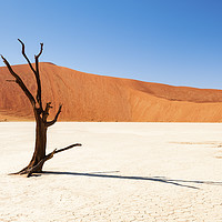 Buy canvas prints of Lone Tree, Dead Vlei, Namibia by Justin Foulkes