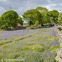 Buy canvas prints of Bluebells at Emsworthy Mire, Dartmoor, Devon by Justin Foulkes