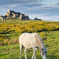 Buy canvas prints of Dartmoor Pony at Hound Tor by Justin Foulkes