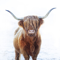 Buy canvas prints of Highland cow, Glen Nevis, Scotland by Justin Foulkes