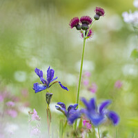 Buy canvas prints of Wildflowers at the Garden House by Justin Foulkes