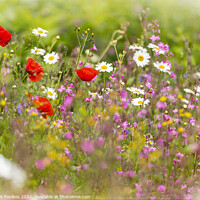 Buy canvas prints of Wildflower Meadow by Justin Foulkes