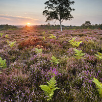Buy canvas prints of Heather and ferns, New Forest, Hampshire by Justin Foulkes