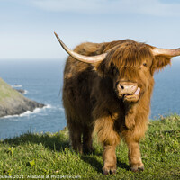 Buy canvas prints of Highland Cow, Devon coast by Justin Foulkes