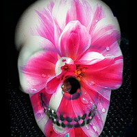 Buy canvas prints of  Pink Flora skull by Amanda Redpath