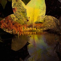 Buy canvas prints of Autumn at its finest by Amanda Redpath