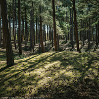 Buy canvas prints of woodland shadows by mark Smith
