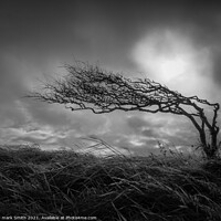 Buy canvas prints of weather beaten tree by mark Smith