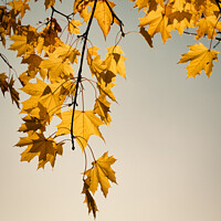 Buy canvas prints of maple leaves by mark Smith