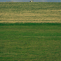 Buy canvas prints of cow on a hill by mark Smith