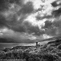 Buy canvas prints of sheep on Brandon Point by mark Smith