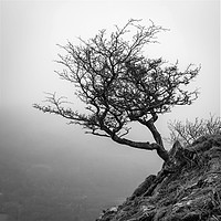 Buy canvas prints of Lone Tree Loughrigg Fell  by mark Smith