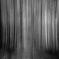 Buy canvas prints of The Forest Curtain by mark Smith