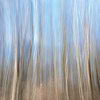Buy canvas prints of Silver  Birches by mark Smith