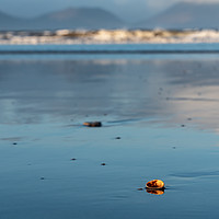 Buy canvas prints of Sea Shell, Inch Beach by mark Smith