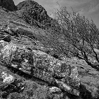 Buy canvas prints of Weather Beaten Tree, Co. Kerry by mark Smith