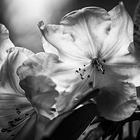 Buy canvas prints of Sunlight Through Rhododendrons by mark Smith