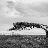 Buy canvas prints of Weather Beaten Tree by mark Smith