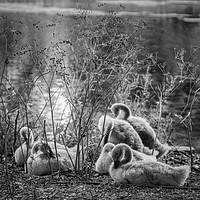 Buy canvas prints of London Cygnets by mark Smith