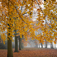 Buy canvas prints of Autumn Colours In The Mist by mark Smith