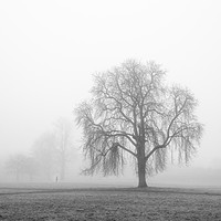Buy canvas prints of Trees In The Mist by mark Smith