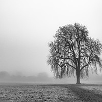 Buy canvas prints of Lone Tree, Nonsuch Park by mark Smith
