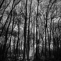 Buy canvas prints of Winter Woodland by mark Smith