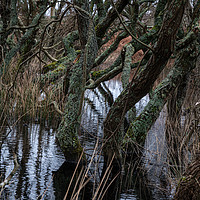 Buy canvas prints of Watery Woodland by mark Smith