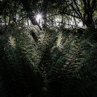 Buy canvas prints of Sunlit Ferns by mark Smith