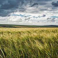 Buy canvas prints of Fields of gold by mark Smith