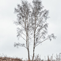 Buy canvas prints of silver birches by mark Smith