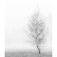 Buy canvas prints of silver birch in mist by mark Smith