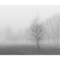 Buy canvas prints of silver birch in fog by mark Smith