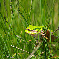 Buy canvas prints of green tree frog climb on grass by goce risteski