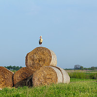 Buy canvas prints of field with white stork and straw bale by goce risteski