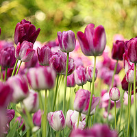 Buy canvas prints of colorful tulip flower by goce risteski