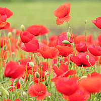 Buy canvas prints of spring scene with red poppy field by goce risteski