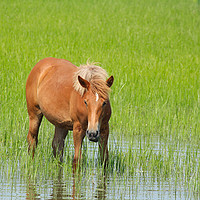 Buy canvas prints of horse standing in water by goce risteski
