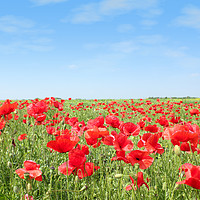 Buy canvas prints of meadow with poppy flowers by goce risteski