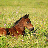 Buy canvas prints of horse brown foal lying in pasture by goce risteski